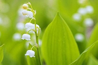 今天开始在中世纪的重置人生，《中世纪王朝》正式在PC推出